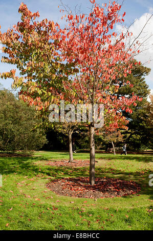 Atemberaubende herbstliche Änderungen an Bäumen in Kew Gardens. Stockfoto