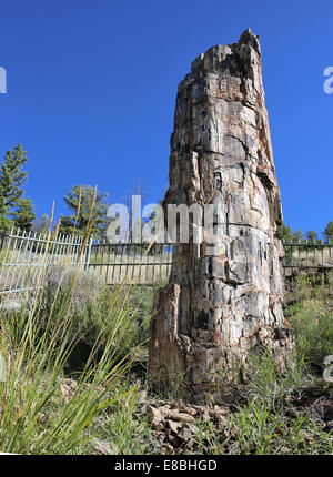 Versteinerter Baum in der Nähe von Lost Lake Trailhead im Yellowstone National Park, Montana USA Stockfoto