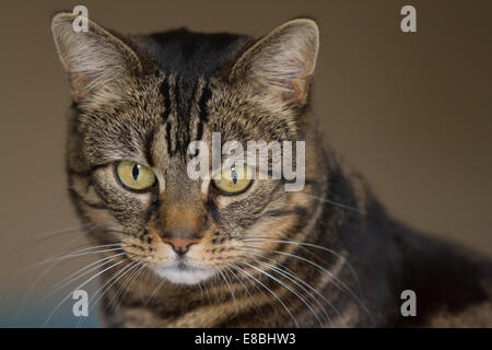 Gemeinsamen Makrele Tabby Katze drinnen sitzen in natürlichem Licht, suchen Warnung Stockfoto