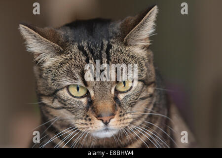 Gemeinsamen Makrele Tabby Katze drinnen sitzen in natürlichem Licht Stockfoto