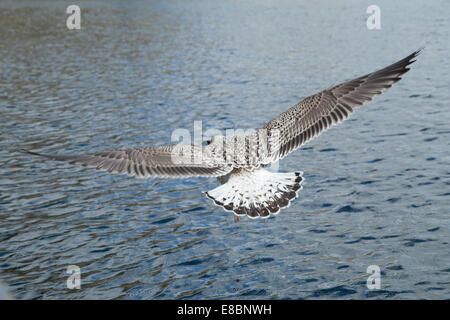 Die großen Black-backed Gull. Stockfoto