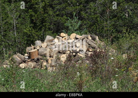 Frisch geschnitten Sie Baum Kurzprotokoll Längen bereit zum Trocknen und dann in Brennholz Längen aufteilen. Stockfoto