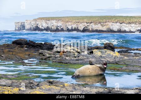 Ein See-Elefant auf den Felsen der Insel Sea Lion in den Falkland-Inseln Stockfoto