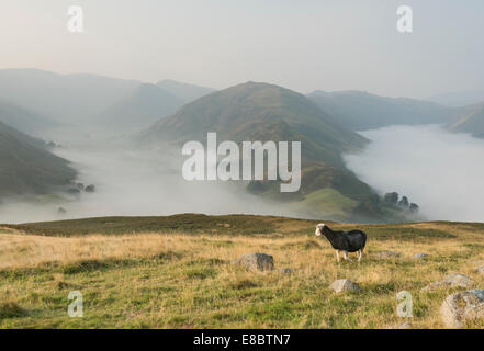 Herdwick Schafe über eine Temperaturinversion auf Hallin fiel im englischen Lake District, mit Martindale und Boredale hinaus. Stockfoto