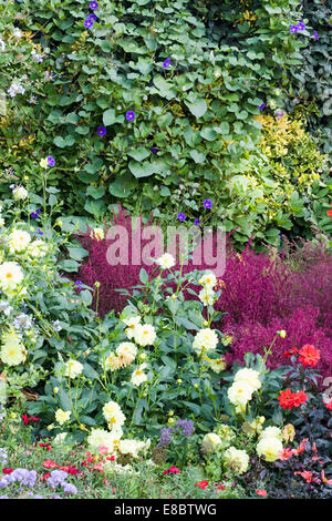 Anzeige der Schraubenset Schnittblumen frisch Stockfoto