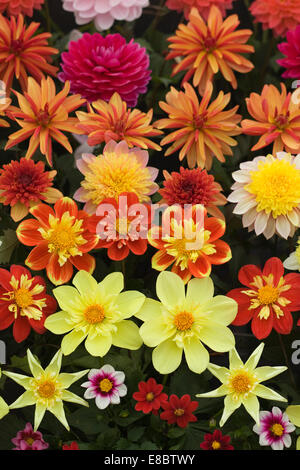 Verschiedene frisch geschnittene Blumen Stockfoto