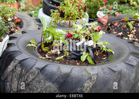 Traktorreifen mit Pflanzen wachsen in der Mitte "Findigen Gärten" Stockfoto