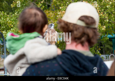 Montana, USA. 4. Oktober 2014. Swainson's Hawk wacht über eine Menschenmenge auf dem Bridger Raptor Festival außerhalb Bozeman, Mont., USA, 4. Oktober 2014. Die jährliche Veranstaltung dreht sich um einen Vogel Graf während der größten bekannten Steinadler-Migration in die Vereinigten Staaten und bietet Vorträge und Aktivitäten gesponsert von verschiedenen Wildtieren Organisationen in und um Bozeman. Bildnachweis: Thomas Lee/Alamy Live-Nachrichten Stockfoto