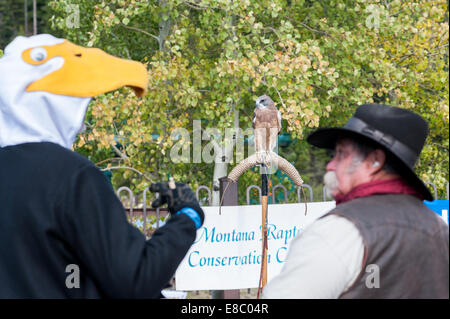Montana, USA. 4. Oktober 2014. Swainson's Hawk blickt auf als ein Mann, gekleidet wie ein Weißkopfseeadler, Unterstützung für den Raptor Nächstenliebe während Bridger Raptor Festivals außerhalb Bozeman, Mont., USA, 4. Oktober 2014 Schlagzeug. Die jährliche Veranstaltung dreht sich um einen Vogel Graf während der größten bekannten Steinadler-Migration in die Vereinigten Staaten und bietet Vorträge und Aktivitäten gesponsert von verschiedenen Wildtieren Organisationen in und um Bozeman. Bildnachweis: Thomas Lee/Alamy Live-Nachrichten Stockfoto