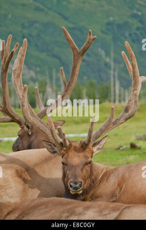 Eine Herde von Roosevelt Elk in Alaska Stockfoto