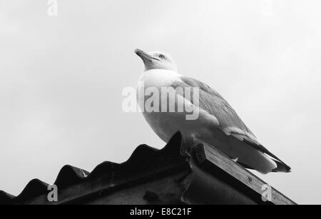 Verarbeitung von Erwachsenen Möwe sitzt auf das Wellblechdach von einem Schuppen an der Küste - Monochrom Stockfoto