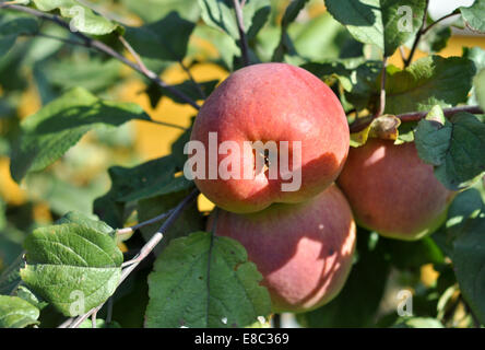 Äpfel Reifen an den Bäumen. Drei Apple unter Apple Blättern Rötung Stockfoto