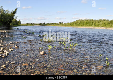 Die polaren Ural. Kiesel-Ufer. Nördlichen Flusslandschaft, sauberem Wasser und Umwelt Gnade. Stockfoto