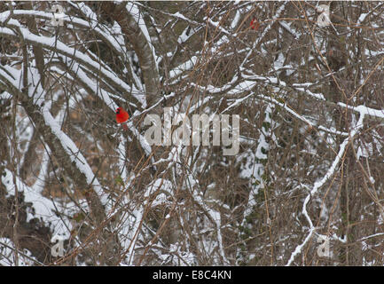 Zwei glänzend roten Kardinal Vögel auf verschneiten Hartriegelbaum Zweige im Winter gehockt Stockfoto