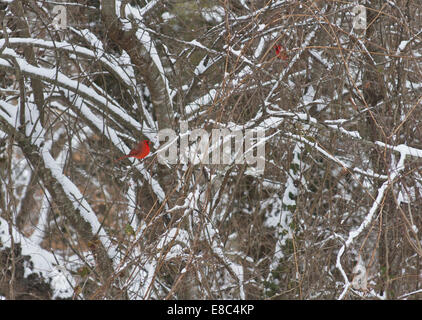 Zwei glänzend roten Kardinal Vögel auf verschneiten Hartriegelbaum Zweige im Winter gehockt Stockfoto