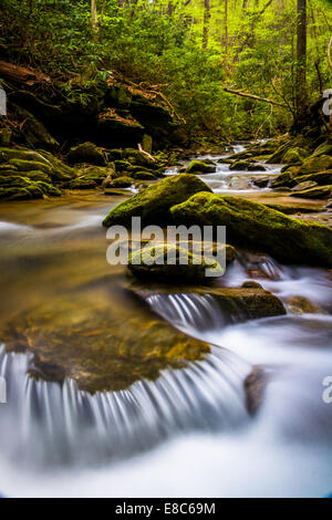 Kaskaden auf einen Stream in einem üppigen Wald in Holtwood, Pennsylvania. Stockfoto