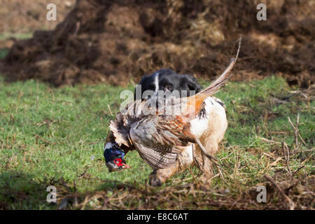 Ein Jagdhund mit einem Toten Fasan in North Yorkshire Stockfoto