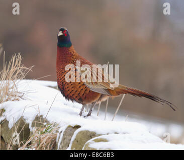 Ein Fasan thront auf einer Trockensteinmauer im Schnee in North Yorkshire Stockfoto