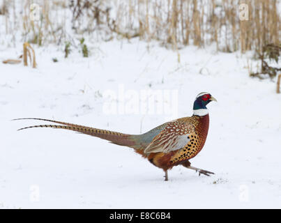 Ein Fasan quer über Schnee in North Yorkshire Stockfoto