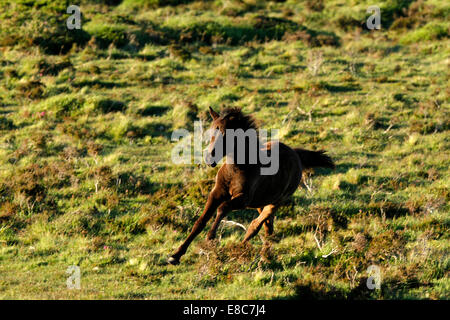 Wildpferde auf Dartmoor Fohlen Fohlen im Galopp um auf das Moor, die wirklich mit viel Spaß zu spielen Stockfoto