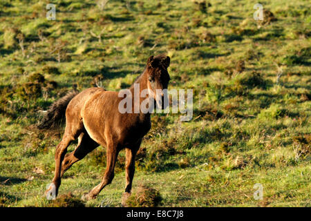 Wildpferde auf Dartmoor Fohlen Fohlen im Galopp um auf das Moor spielen wirklich Spaß Stockfoto