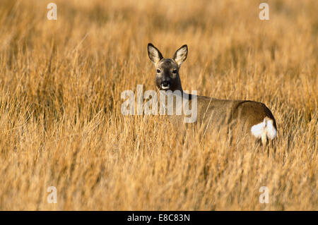 Reh - Capreolus capreolus Stockfoto
