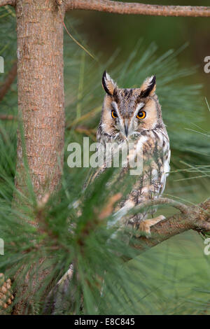 Lange Eared Eule; ASIO Otus; UK Stockfoto