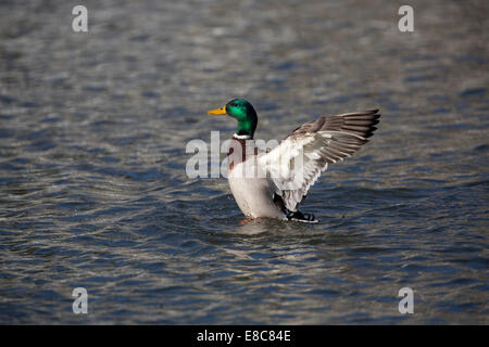 Stockente; Anas Platyrhynchos; Drake; Flattern; UK Stockfoto