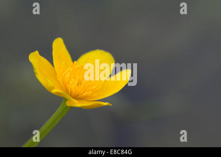 Marsh Marigold; Caltha Palustris; Frühling; UK Stockfoto