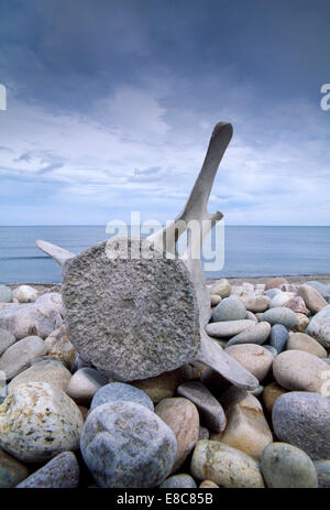 Pottwal - Physeter Macrocephalus - Wirbel Stockfoto