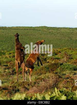 Wildpferde auf Dartmoor, spielen zwei Fohlen kämpfen Aufzucht Ruckeln & kicking in der Luft, wie sie um Portraitbild kostenlos Stockfoto