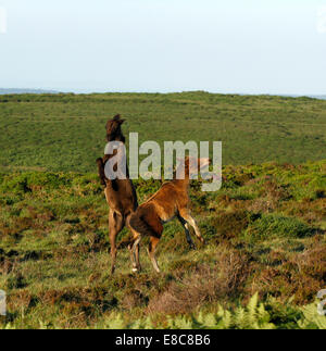 Wildpferde auf Dartmoor, spielen zwei Fohlen kämpfen, Aufzucht Ruckeln & kicking in der Luft, wie sie herum, quadratisches Bild kostenlos Stockfoto