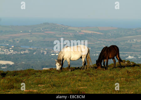 Wildpferde auf Dartmoor, Beweidung mit weit reichenden Blick auf der Devon Coast Line dahinter Stockfoto