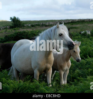 Wildpferde auf Dartmoor, niedliche Palomino Stute & Fohlen mit rosa Nase & weiße Blesse auf ihren Gesichtern stand im Bracken & Farne Stockfoto