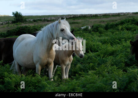 Wildpferde auf Dartmoor, niedliche Palomino Stute & Fohlen mit rosa Nase & weiße Blesse auf ihren Gesichtern stand im Bracken & Farne Stockfoto