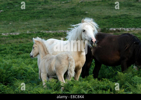 Wildpferde auf Dartmoor, Palomino Stute mit rosa Nase & White blaze auch niedlich Palomino Fohlen stand im Bracken & Farne Stockfoto