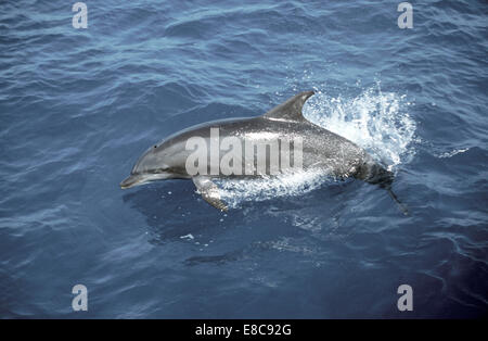 Spinner-Delphin - Stenella longirostris Stockfoto