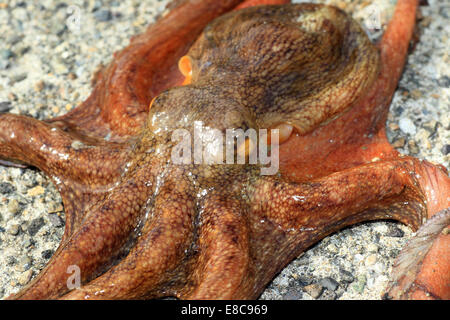 Gemeinsame Krake (Octopus Vulgaris) in Japan Stockfoto