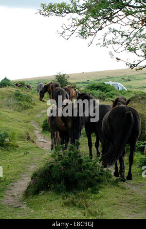 Wildpferde auf Dartmoor, zu Fuß in einer Linie am Hemsworthy Tor. Hengst führt seine Herde zu frischen Weiden auf einem Pfad Stockfoto