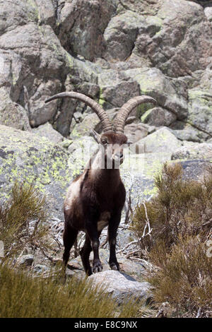 Spanischer Steinbock - Capra pyrenaica Stockfoto