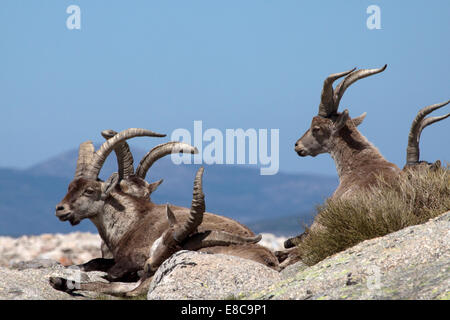 Spanischer Steinbock - Capra pyrenaica Stockfoto