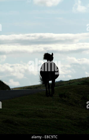 Wildes Pony auf Dartmoor, Silhouette eines Pferdes läuft über einen Hügel in der Dämmerung Stockfoto