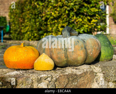 Einige Kürbisse draußen im Garten auf dem Bauernhof Stockfoto