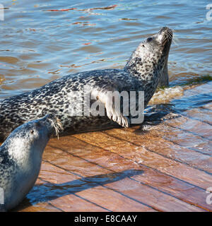 Seehunde auf Holzdeck auf sonnigen Sommertag. Tierthema. Tierwelt. Selektiven Fokus Stockfoto