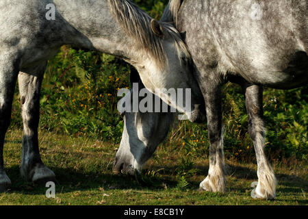 Wildpferde auf Dartmoor, Nähe & persönliche Stockfoto