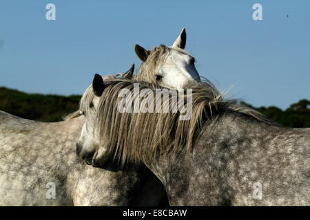 Landschaftsbild der Wildpferde auf Dartmoor, zwei graue Pferde kuschelte gegenseitig Widerrist & Schulter. Stockfoto