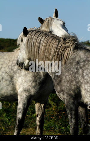 Porträtbild von wilden Ponys auf Dartmoor, zwei graue Pferde kuschelte gegenseitig Widerrist & Schulter. Stockfoto