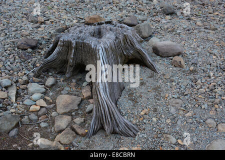 Ein Baumstumpf am Strand ausgesetzt, durch die sinkende Wasserstände in Thrilmere Reservoir in Cumbria Stockfoto