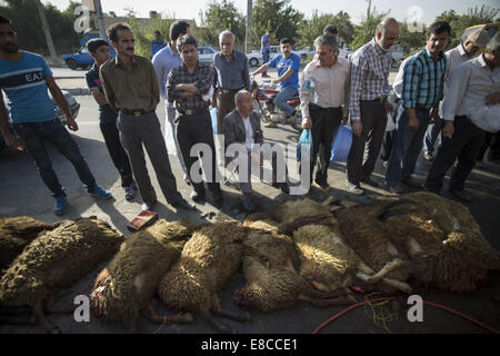 Teheran, Iran. 5. Oktober 2014. Iraner warten, geschlachtete Schafen während der muslimischen Feiertag von Eid al-Adha in südlichen Teheran zu erhalten. Iranische Moslems feiern Eid Al-Adha, einen muslimischen Feiertag in dem Gläubiger ein Schaf zur Feier der Heiligen Durchgang ging der Prophet Abraham, nach der Ordnung Gottes, seinen Sohn Ismael, aber schließlich Gott töten töten bat ihn um ein Schaf zu töten. Bildnachweis: Morteza Nikoubazl/ZUMA Draht/Alamy Live-Nachrichten Stockfoto