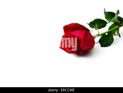 rote rose Stockfoto